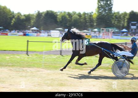 Trabrennrennen, rasende Pferde im Hippodrom, Rennen für Wettgeschäfte und Pferdesport Stockfoto