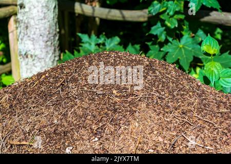 Riesiger Ameisenhaufen mit vielen Ameisen, der im Wald des Tervete-Nationalparks gebaut wurde. Stockfoto