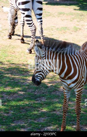 Braunes und weißes Baby-Zebra mit einem erwachsenen Zebra Stockfoto