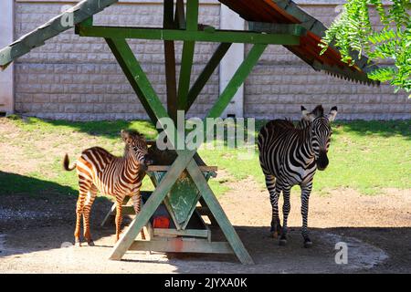 Braun-weißes Baby-Zebra mit einem erwachsenen Zebra im Zoo im Schatten an einem sonnigen Sommertag Stockfoto