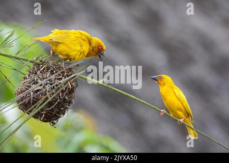 Zwei goldene Palmen weben Vögel verteidigen ihr Nest Stockfoto