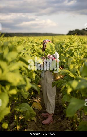 Frau sammelt Tabakblätter auf der Plantage Stockfoto