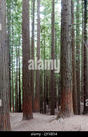 Sonnenuntergang auf einer Lichtung in einem Redwood-Wald. Aufrechte Fotografie. Stockfoto