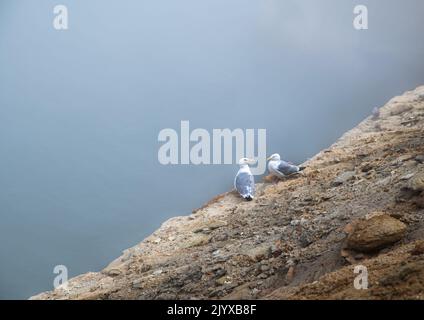 Zwei Möwen sitzen an einem nebligen Tag auf einer Klippe mit Blick auf das Wasser Stockfoto