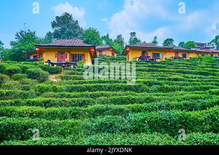 Die hellen grünen Teesträucher am Berghang mit Blick auf die kleinen Touristenhäuser im chinesischen Stil auf dem Hang, Ban Rak Thai Yunnan Teebil Stockfoto