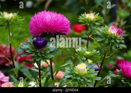 Ein wunderschöner großer, leuchtend rosa Aster namens Callistephus Chinensis im Sommergarten mit anderen schönen, bunten Blumen, Ulm, Deutschland Stockfoto