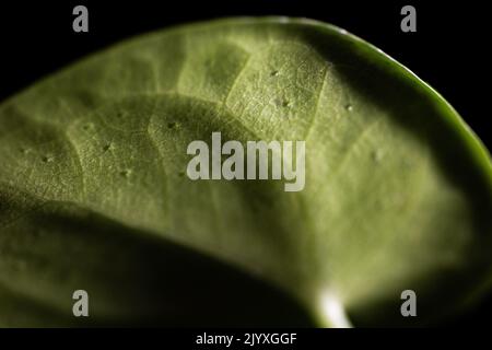 Makroaufnahme des Blattes einer Pilea-Sharing-Pflanze (Pilea Peperomioides) Stockfoto