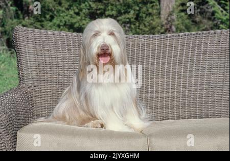 Bärtiger Collie auf dem Sofa im Freien Stockfoto