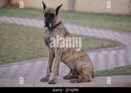 Great Dane mit verkürzten Ohren sitzen auf Kante Stockfoto