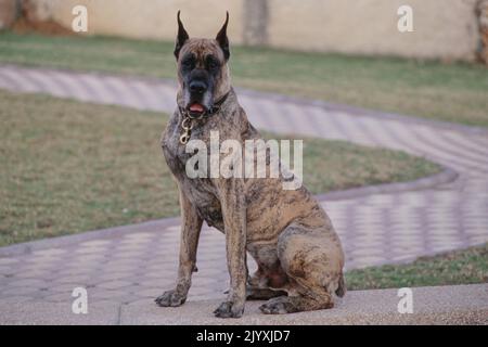 Great Dane mit verkürzten Ohren sitzt auf Kante mit Mund geöffnet Stockfoto