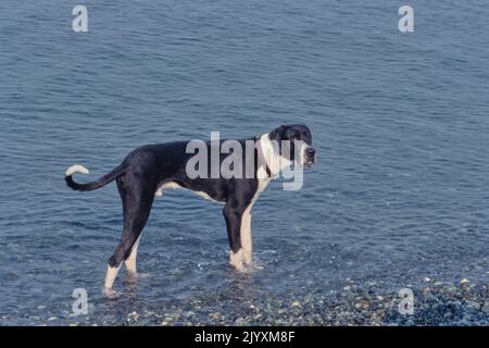 Tolle Dänen, die am Strand im Wasser stehen Stockfoto