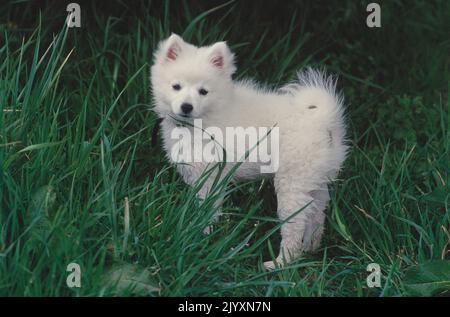 American Eskimo Welpen im Gras Stockfoto