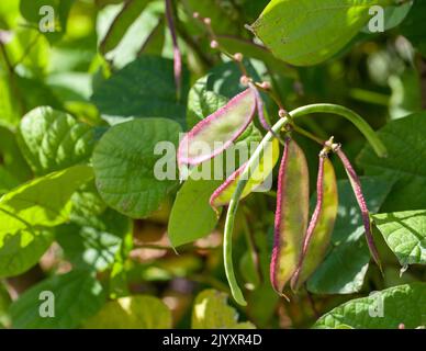 Reifeernte - Nahaufnahme von frischen Lablab Beans 'Yings' (Lablab pureus) Gemüsepflanzen, die in einem British Garden wachsen Stockfoto