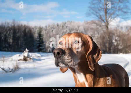 Hundeportrait in der Winternatur. Ungarische Magyar vizsla Rasse Blick auf die Landschaft. Hund aus der Setter-Familie. Jagd Rasse ideal für die Familie. Stockfoto