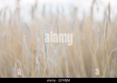 Trockene Weizenohr auf dem Feld im Sommer Sonnenuntergang. Konzentrieren Sie sich auf einen Spike die anderen Ohren sind für einen romantischen Effekt verschwommen. Erntezeit. Weicher Hintergrund. Stockfoto