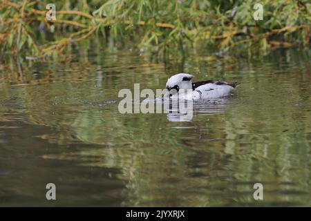 Male Smew ist eine kleine kompakte Tauchente mit einem zarten Schnabel. Das Männchen ist weiß mit einer schwarzen Maske und einem schwarzen Rücken. Fotografiert am Slimbridge WWT. Stockfoto