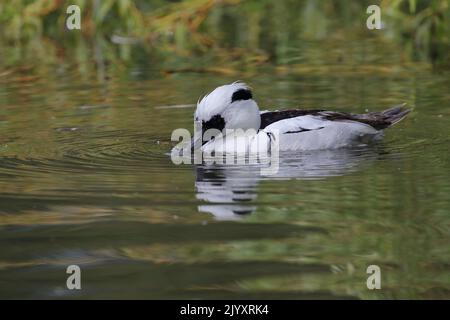 Male Smew ist eine kleine kompakte Tauchente mit einem zarten Schnabel. Das Männchen ist weiß mit einer schwarzen Maske und einem schwarzen Rücken. Fotografiert am Slimbridge WWT. Stockfoto
