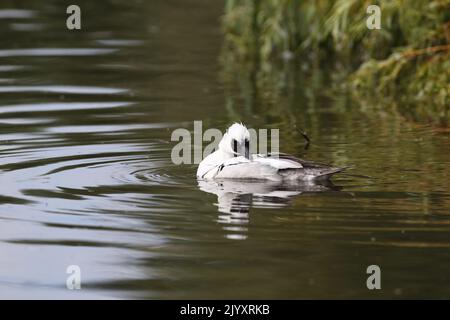 Male Smew ist eine kleine kompakte Tauchente mit einem zarten Schnabel. Das Männchen ist weiß mit einer schwarzen Maske und einem schwarzen Rücken. Fotografiert am Slimbridge WWT. Stockfoto