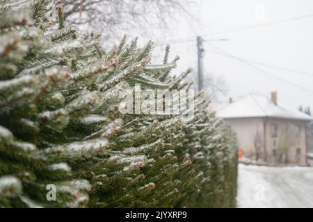 Fichtenzweige auf der mit Eis bedeckten Hecke. Eisregen und Frost auf den Pflanzen im Garten. Eiskalt, regnerisch, Frost, nebliges Wetter im Winter. Stockfoto