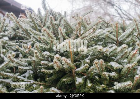 Fichtenzweige auf der mit Eis bedeckten Hecke. Eisregen und Frost auf den Pflanzen im Garten. Eiskalt, regnerisch, Frost, nebliges Wetter im Winter. Stockfoto