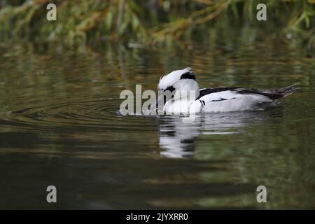 Male Smew ist eine kleine kompakte Tauchente mit einem zarten Schnabel. Das Männchen ist weiß mit einer schwarzen Maske und einem schwarzen Rücken. Fotografiert am Slimbridge WWT. Stockfoto