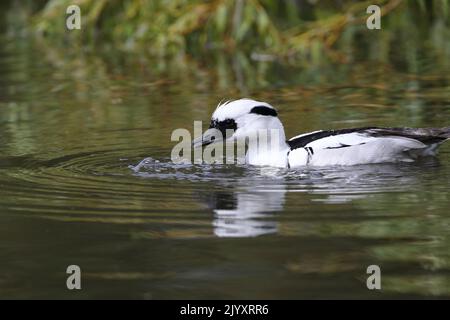 Male Smew ist eine kleine kompakte Tauchente mit einem zarten Schnabel. Das Männchen ist weiß mit einer schwarzen Maske und einem schwarzen Rücken. Fotografiert am Slimbridge WWT. Stockfoto