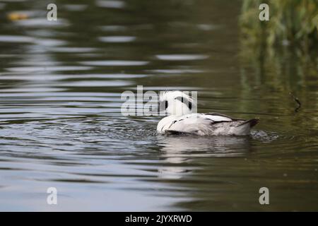 Male Smew ist eine kleine kompakte Tauchente mit einem zarten Schnabel. Das Männchen ist weiß mit einer schwarzen Maske und einem schwarzen Rücken. Fotografiert am Slimbridge WWT. Stockfoto