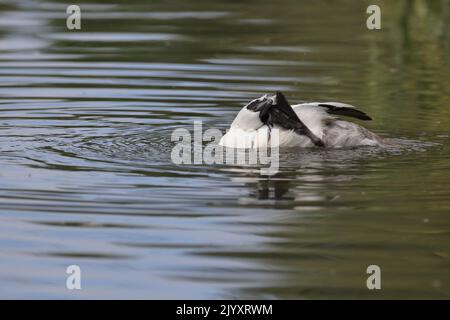 Male Smew ist eine kleine kompakte Tauchente mit einem zarten Schnabel. Das Männchen ist weiß mit einer schwarzen Maske und einem schwarzen Rücken. Fotografiert am Slimbridge WWT. Stockfoto