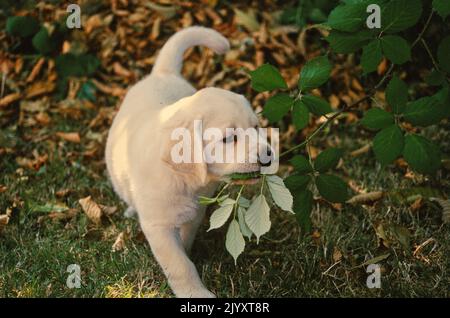 Yellow Lab Welpen beißen Baum Zweig Stockfoto