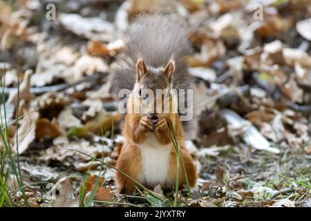 Essen, Eurasisches Rothörnchen, Sciurus vulgaris, National Trust, Brownsea Island, Dorset, Großbritannien Stockfoto