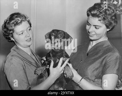 Bald zwanzig. Margaretha von Schweden. (Rechts), feiert am Sonntag, den 31.. Oktober, ihren 20.. Geburtstag. Die Prinzessin ist Fotografin mit ihrer Schwester Birgiytta, 17, im königlichen Schloss in Stockholm. Sie ist die Tochter von Prinzessin Sybylla und dem verstorbenen Prinz Gustaf Adolf und älteste Schwester von Kronprinz Carl Gustaf. Junge Prinzessinnen halten ihren Lieblingshund „Anja“. 11. Oktober 1954. (Foto von Paul Popper, Paul Popper Ltd) Stockfoto