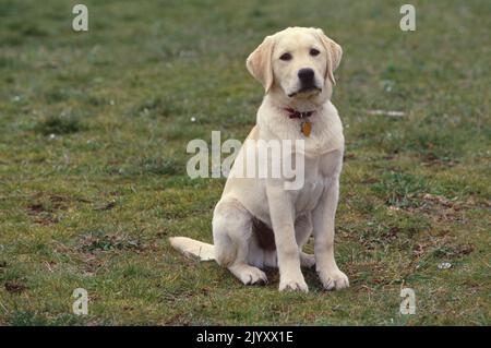 Labor auf dem Feld mit Blick auf die Kamera Stockfoto