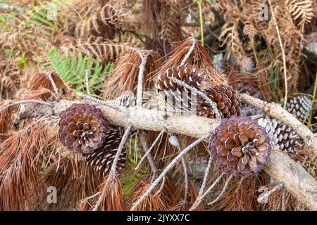 Tannenzapfen auf abgestorbenen Zweigen, National Trust, Brownsea Island, Dorset, Großbritannien Stockfoto