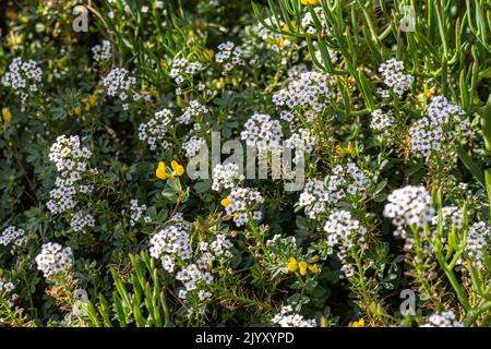 Lobularia maritima (syn. Alyssum maritimum) sein gebräuchlicher Name ist süßer Alyssum Stockfoto