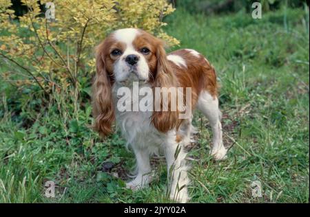 König Charles Spaniel steht im Hof Stockfoto