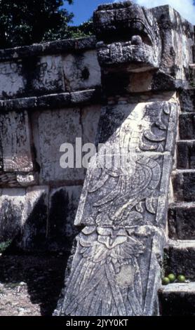 Relief auf der Treppe des Adel- und Jaguartempels in Chichen Itza, einer präkolumbianischen Stadt, die von den Maya-Bewohnern der Terminal Classic-Zeit erbaut wurde. Chichen Itza war ein wichtiger Brennpunkt in der nördlichen Maya-Tiefland aus dem späten Classic (c. AD 600-900), in den frühen Teil der Post klassischen Periode (c. 900-1200). Der Great Ball Court wurde für das mesoamerikanische Ballspiel verwendet. Es ist der größte und am besten erhaltene Ballplatz im alten Mesoamerika.[41] Er misst 168 x 70 Meter (551 x 230 ft). Stockfoto