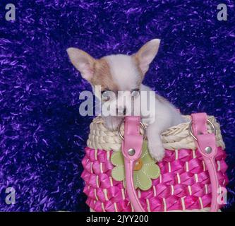 Chihuahua sitzt in einem rosa Portemonnaie Stockfoto