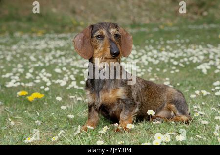 Dackel im Blumenfeld Stockfoto