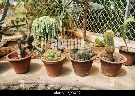 Töpfe mit verschiedenen Arten von exotischen Kakteen Stockfoto