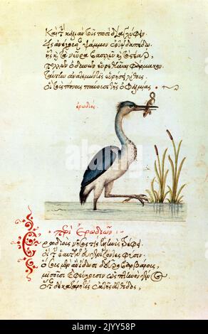 Der Reiher, 1564. Illustration aus einer französischen Kopie des Bestiarium von Manuel Philes (c. 1275-1345), von Ephesus, byzantinischem Dichter. Ursprünglich vom kretischen Schreiber Angelos Vergecios geschaffen (wahrscheinlich illustriert von seiner Tochter). Bodleian Library, Oxford. Stockfoto