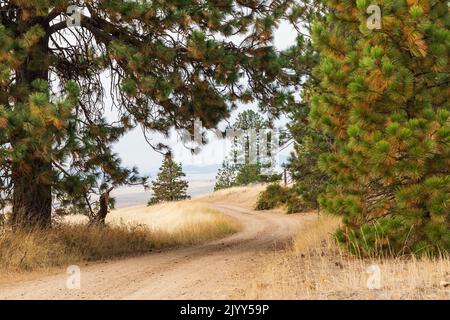 USA, Washington State, Whitman County. Palouse. Pinien auf einer Landstraße in den Palouse Hügeln. Stockfoto