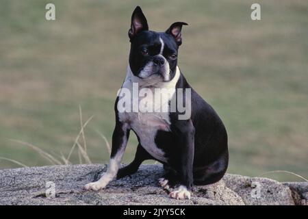 Boston Terrier sitzt draußen auf einem Felsen Stockfoto