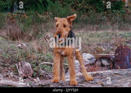 Airedale Terrier steht draußen auf felsigen Felsvorsprüngen Stockfoto