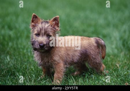 Cairn Terrier steht draußen auf einem Rasen Stockfoto