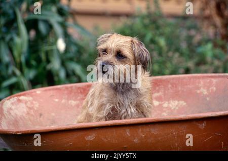 Border Terrier sitzt in Schubkarre Stockfoto