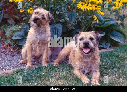 Zwei Border Terrier liegen im Garten draußen in der Nähe von gelben Blumen Stockfoto