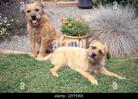 Zwei Border Terrier, die draußen im Garten liegen Stockfoto