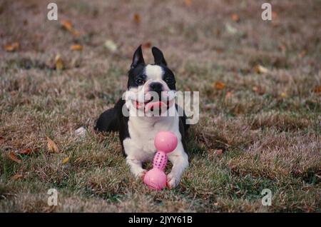 Boston Terrier steht draußen im Hof mit rosa Knochenspielzeug zwischen den Pfoten Stockfoto