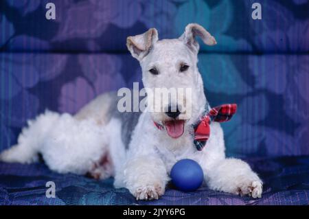 Wire Fox Terrier trägt karierten Bogenkragen, der auf einer blauen floralen Couch mit Ball liegt Stockfoto