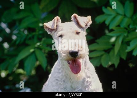 Vorderseite des Weissen Drahtfuchs Terrier vor grünen Blättern Stockfoto